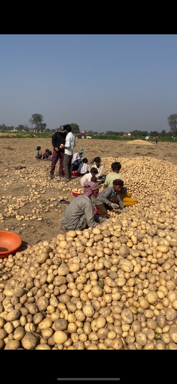 CPRI Potato Seed
