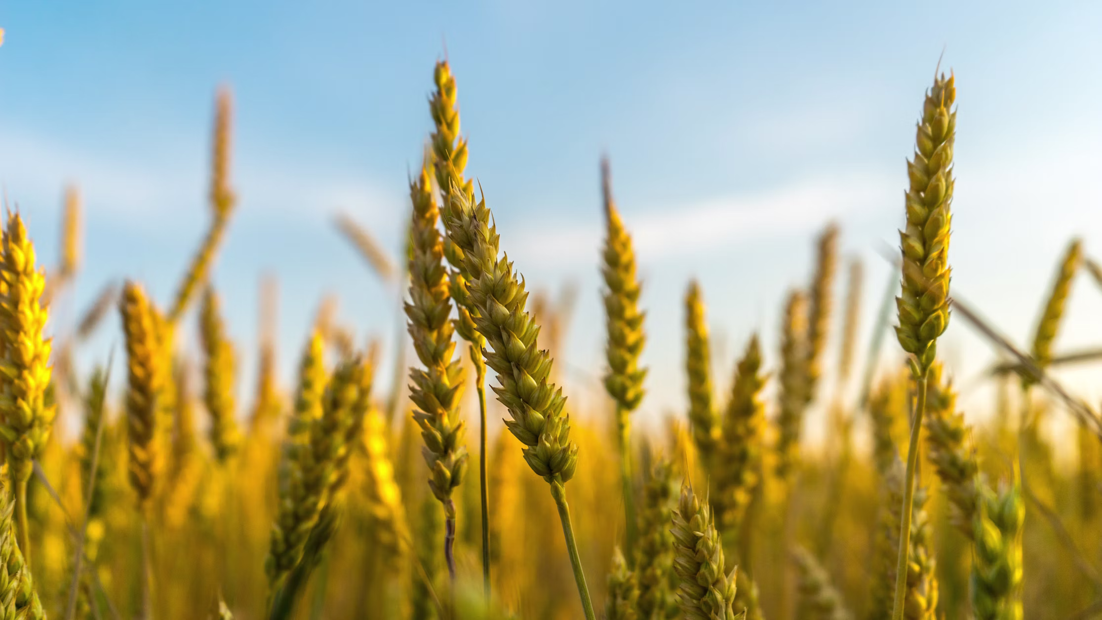 Golden Wheat Season: Planning the Perfect Rabi Harvest