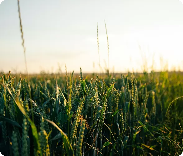 Crop Planning & Selection