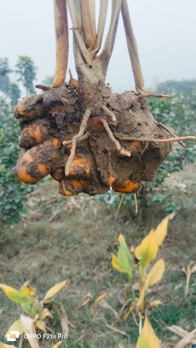 Kreevann Pure Turmeric view 2