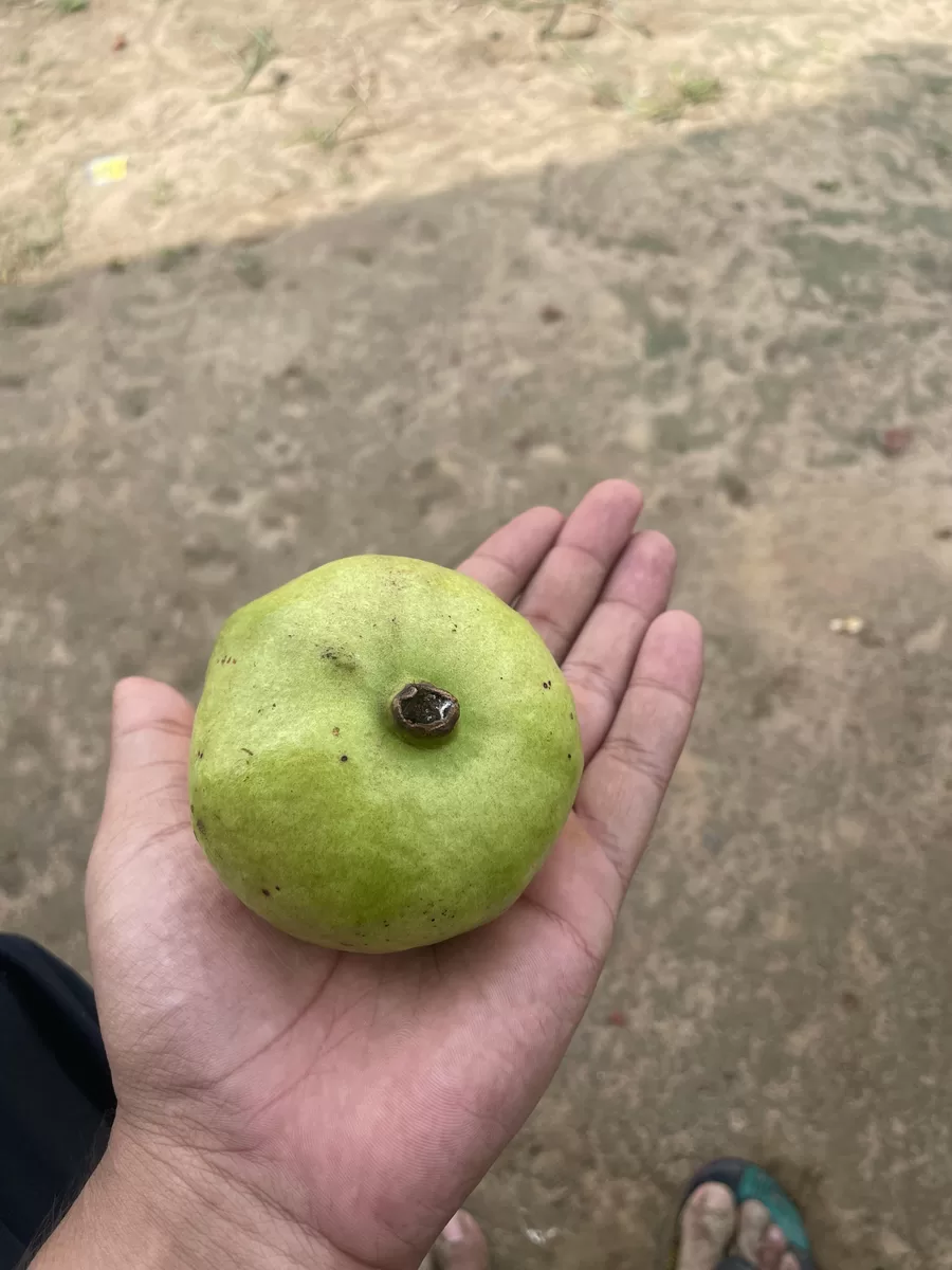 Kreevann Guava view 2