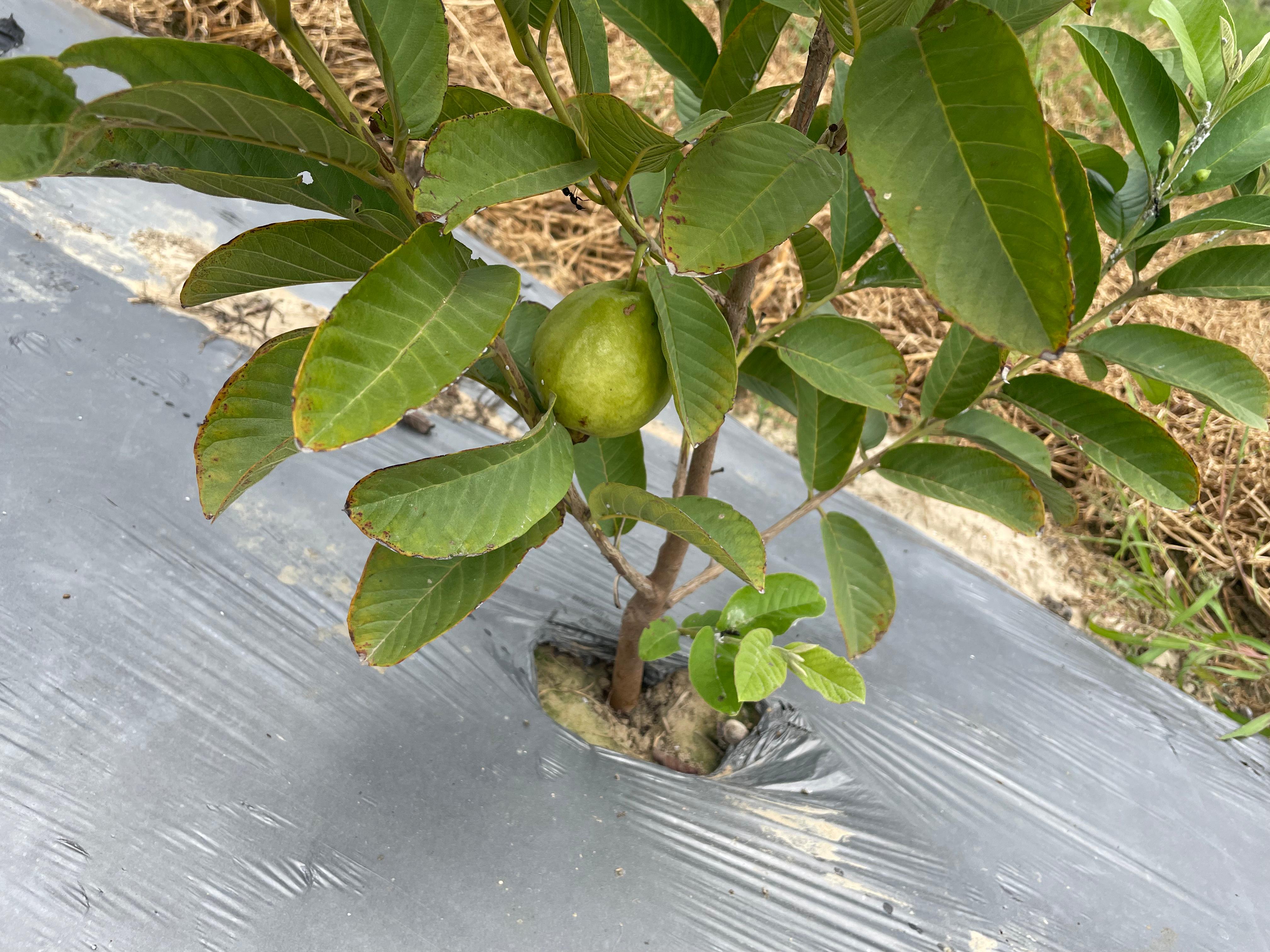 Kreevann Guava
