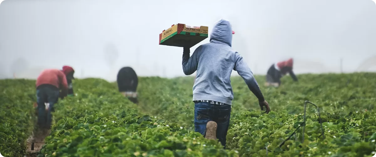 Harvesting & Post-Harvest Handling