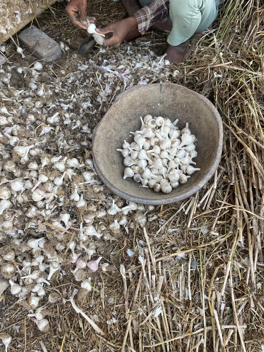 Kreevann Garlic
