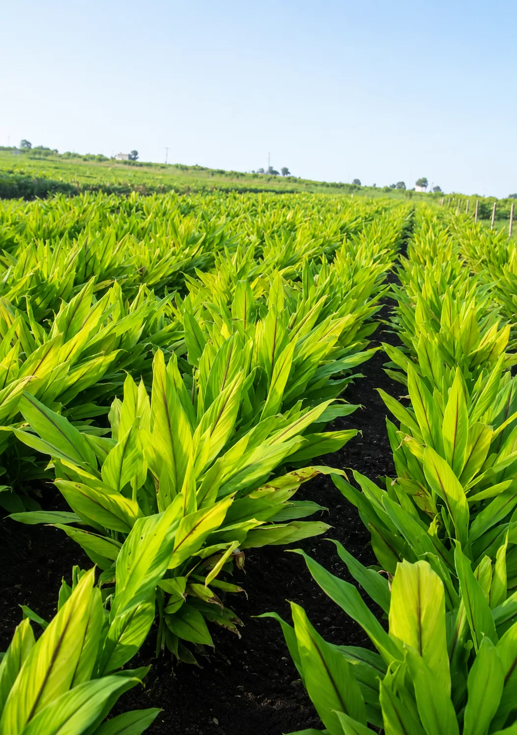 Turmeric Plantation