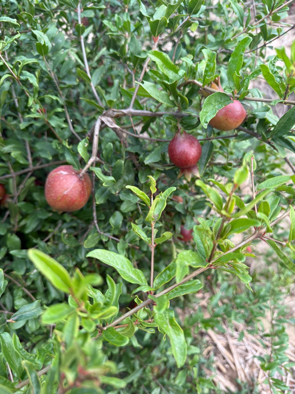 Kreevann Pomegranate view 4