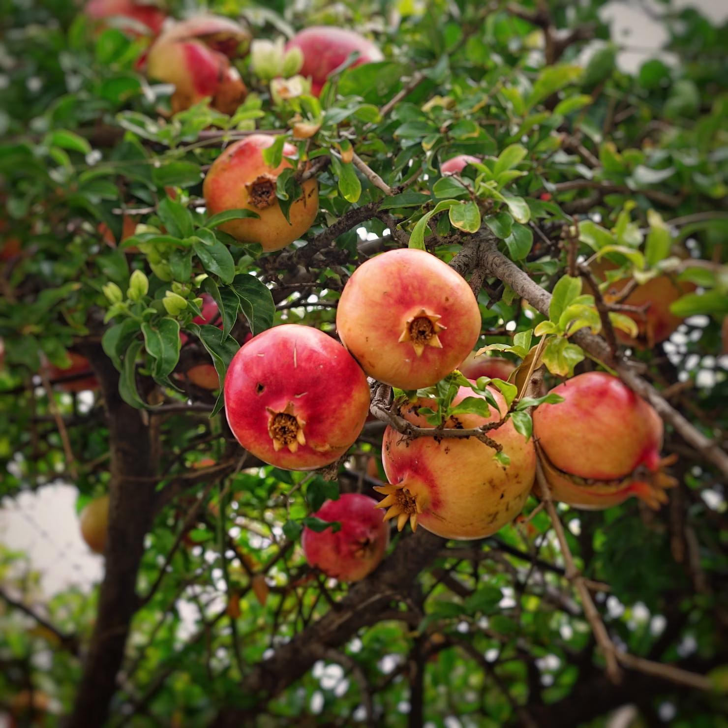 Kreevann Pomegranate Farm