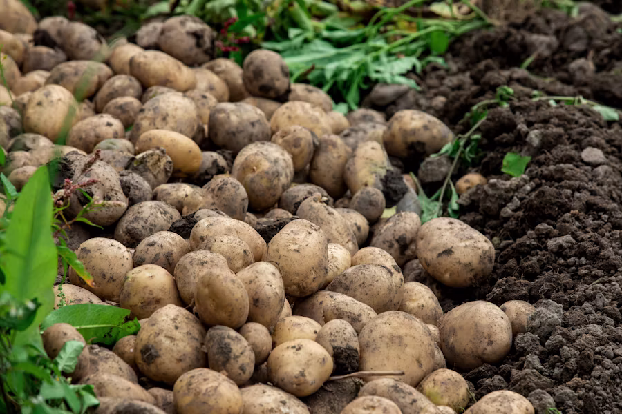 Kreevann Potato Farm