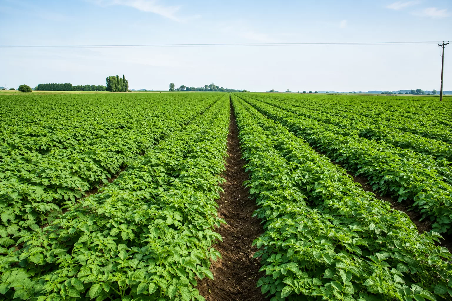 Potato Seed Beds