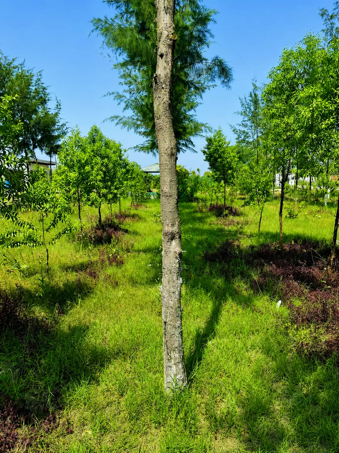 Sandalwood Plantation