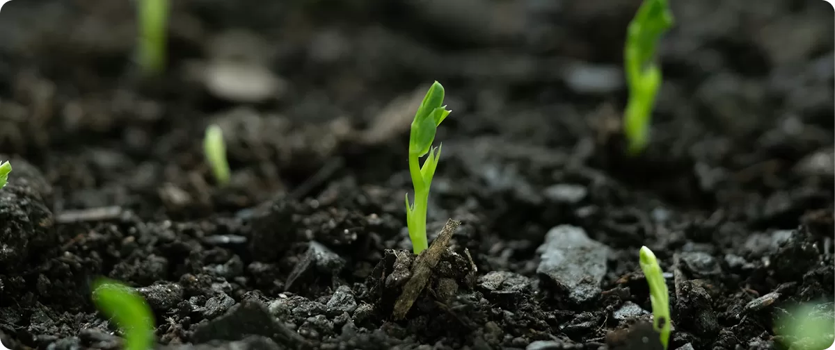 Soil Health Management